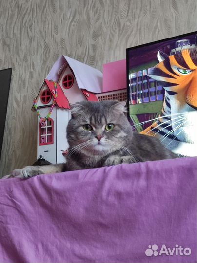 Шотландский кот на вязку