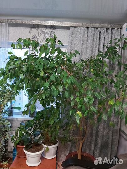 Фикус бенджамина