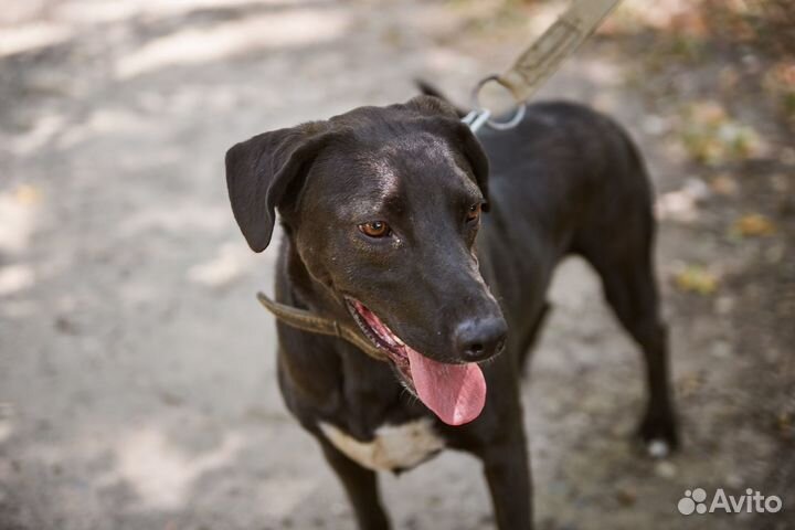 В добрые руки весёлый пёс Черныш