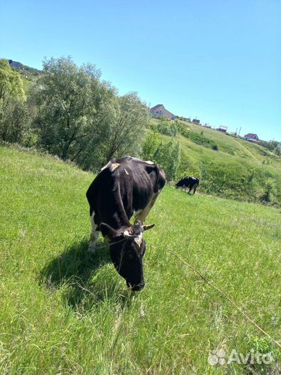 Осеменение коров