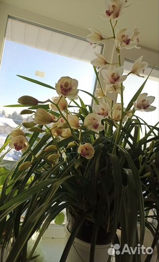 Орхидея цимбидиум