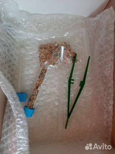 Колония муравьев