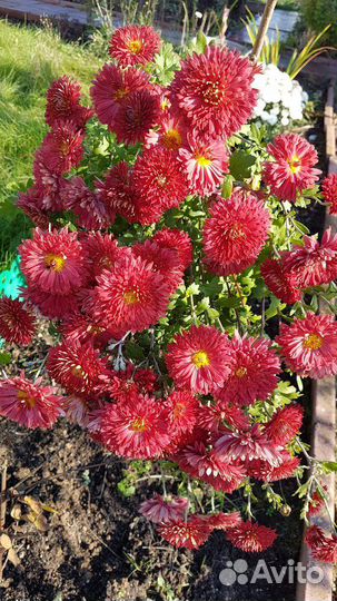 Хризантемы