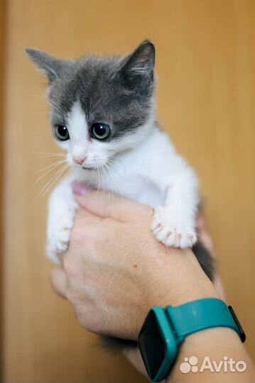 Котята из приюта ищут дом