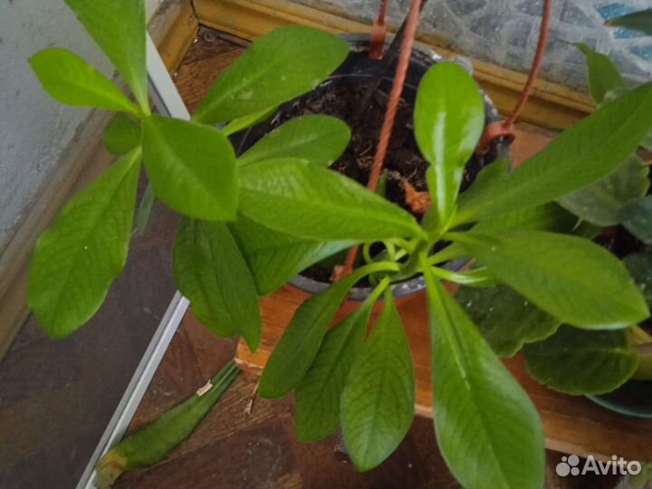 Саженцы молочая