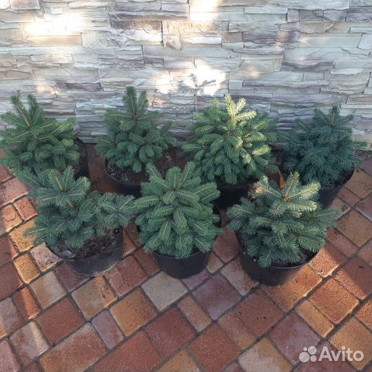 Ель голубая (сизая), глаука, хвойные