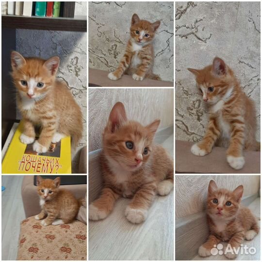 Солнечные котята в добрые руки