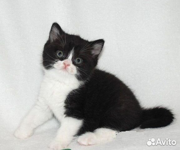 Настоящие британцы с родословной