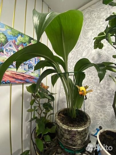 Пеперомия, орхидея и другие цветы