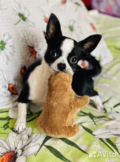 Девочка чихуахуа