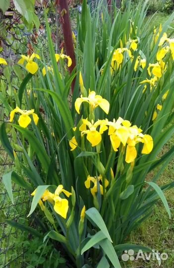 Ирис болотный