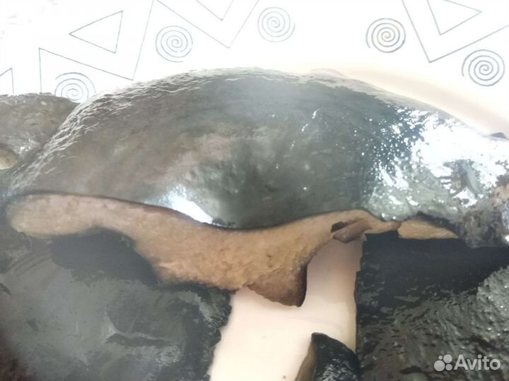 Корюшка лосось щука судак черн груздь