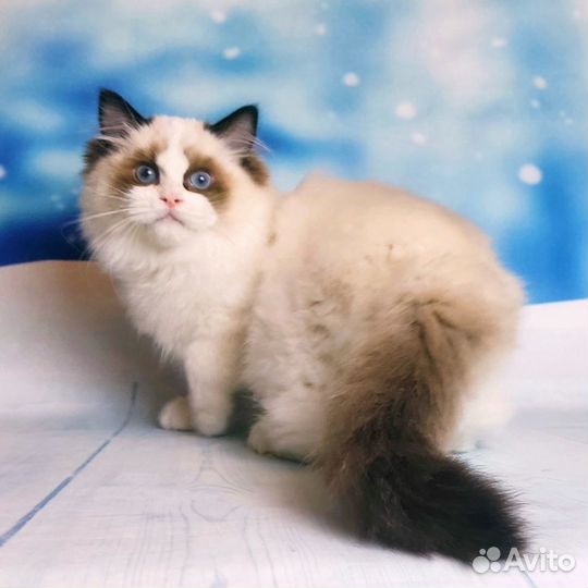 Клубные котята Ragdoll