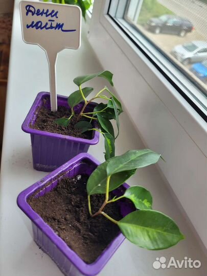 Сортовые фикусы