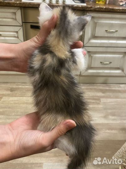 Котята бесплатно