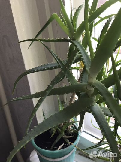 Лекарственные комнатные цветы