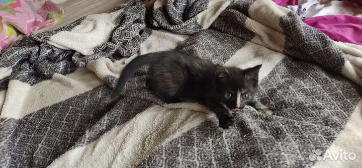 Кошка в дар бесплатно