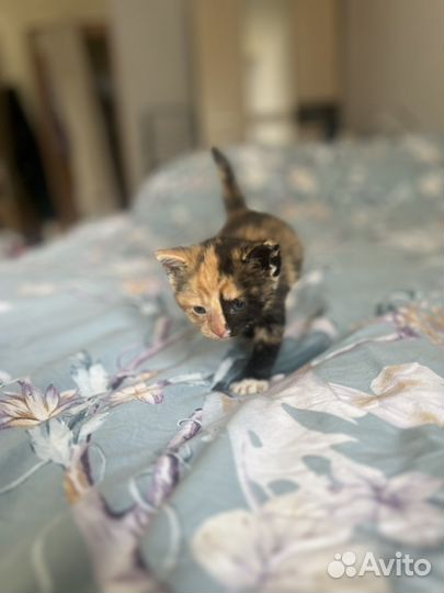 Котенок девочка трехцветная