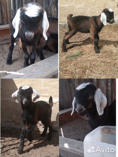 Услуги козла