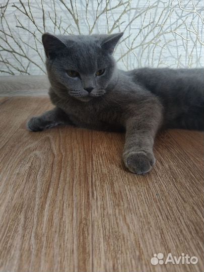 Британская кошка