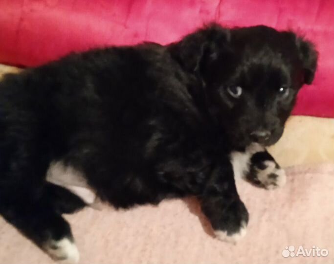 Щеночки комнатной собачки