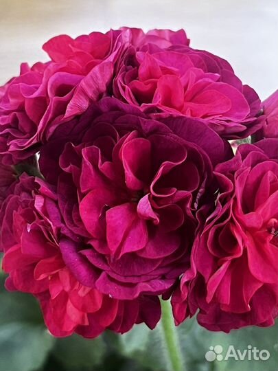 Ив эсфирь прекрасная