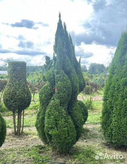 Туя Смарагд с бесплатной доставкой