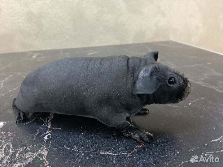 Бронь Морская свинка самка скинни доставка