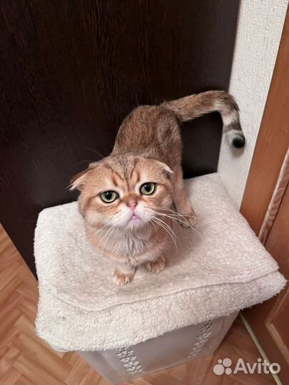 Котята бесплатно