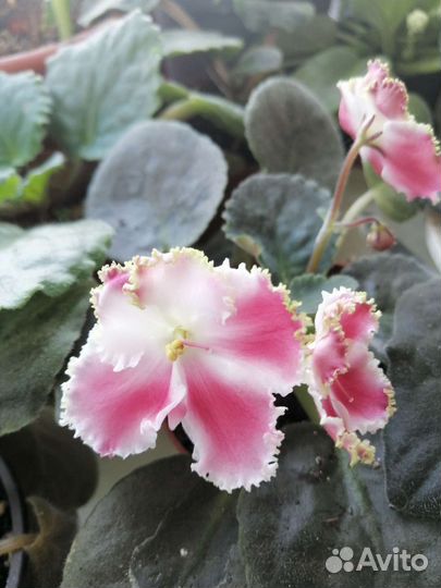 Сортовые фиалки