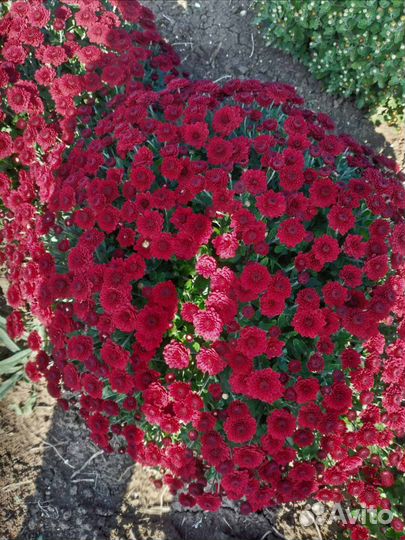 Хризантема оптом