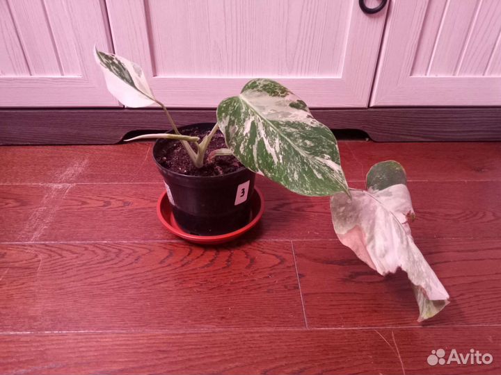 Монстера вариегатная