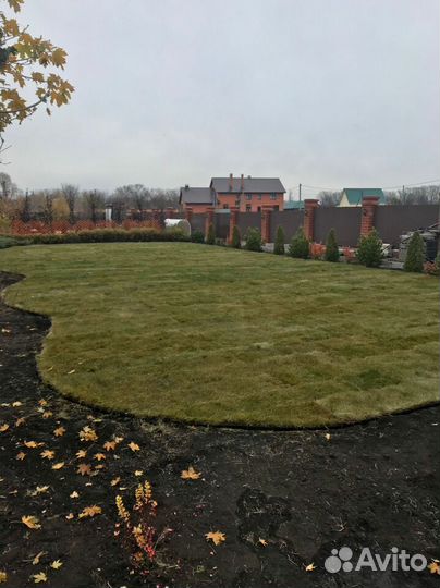 Купить рулонный газон премиум качества