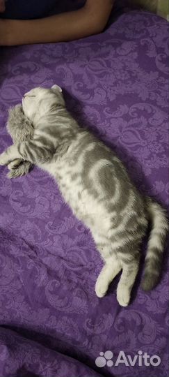 Вязка) британский кот