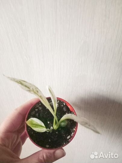 Спатифиллум Город Ангелов