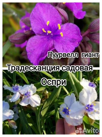 Многолетники*Почвопокровные много разных