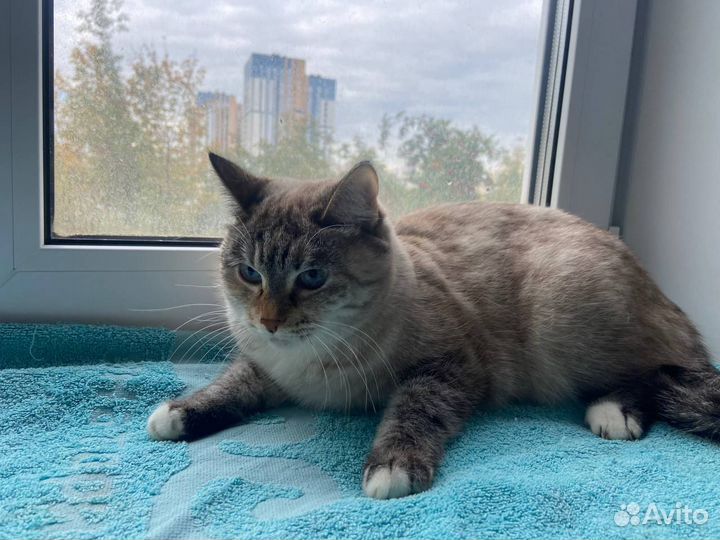 Кошка в дар бесплатно