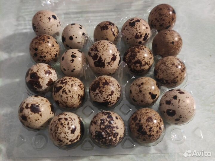 Яйца перепелиное