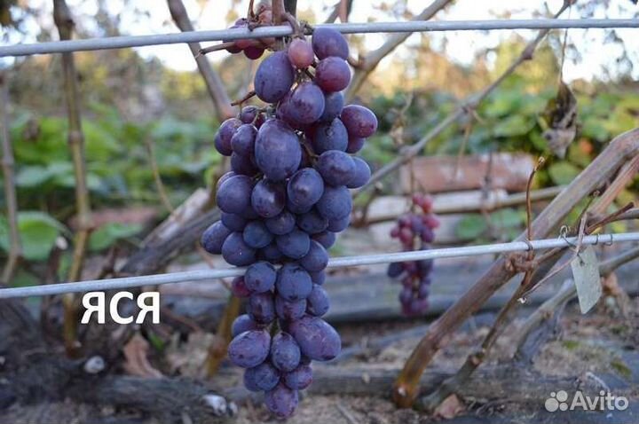 Саженцы сладкого винограда