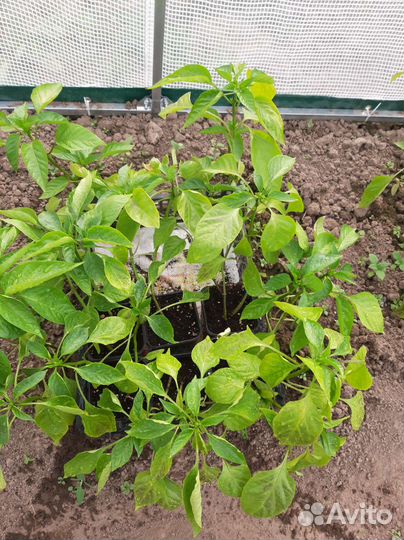 Рассада сладкого перца