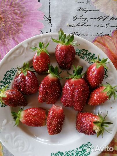 Саженцы клубники