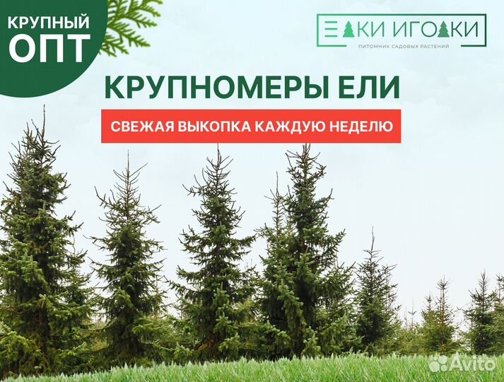 Крупномеры : Ель обыкновенная, Ель Голубая