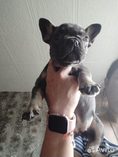 Щенки бульдожки