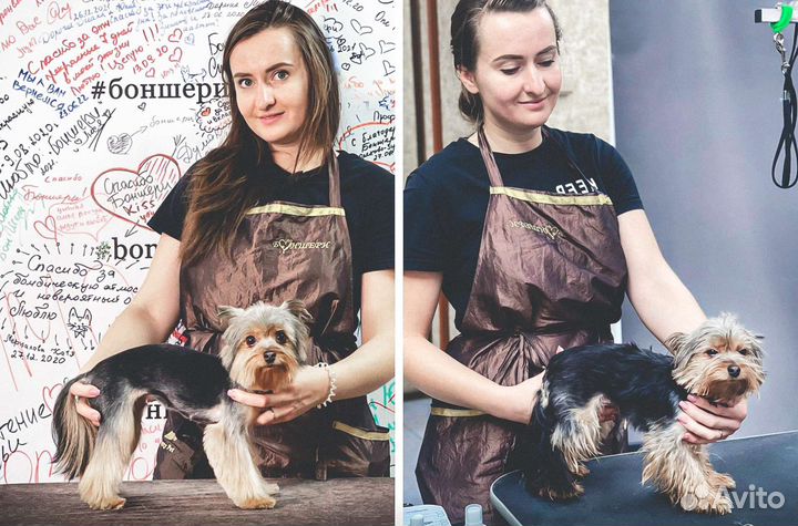 Груминг собак с выездом на дом