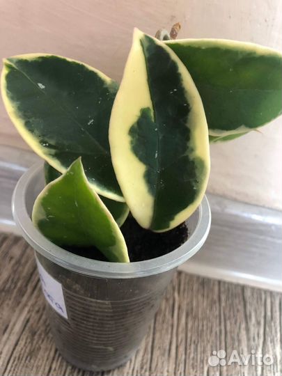 Продам излишки своих растений