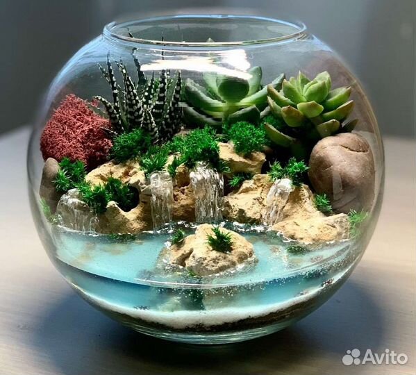 Кактусы и суккуленты, комнатные цветы