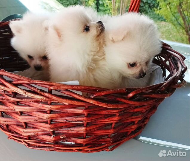 Девочка микро, померанский шпиц, шоу класса с РКФ