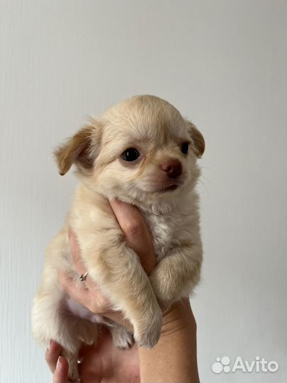 Щенки чихуахуа