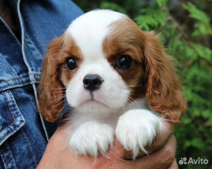 Кавалер Кинг Чарльз Спаниель