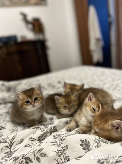 Британская золотая шиншилла n11